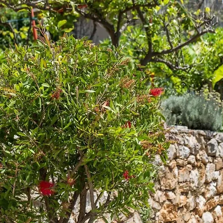 Magnolia - Magnolia By Interhome * Mali Losinj